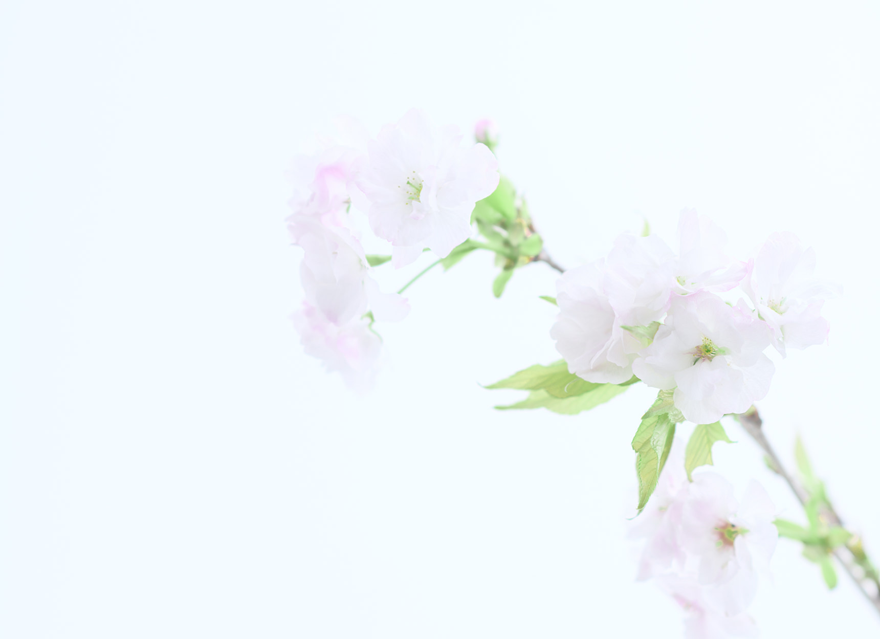 NSSG | ACTUS for PROFESSIONAL